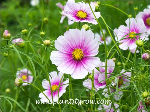Typical coloration of the flower.